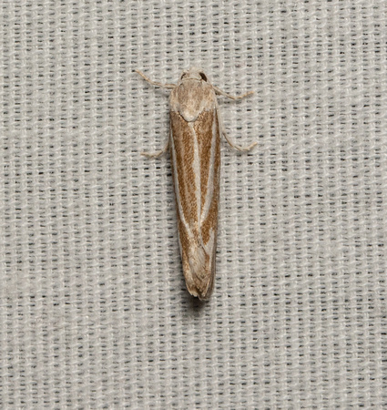 Tortricid moth - Pelochrista avalona