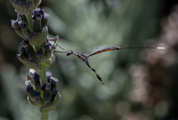 Gasteruptiid wasp - Gasteruption sp