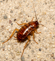 American cockroach - Periplaneta americana