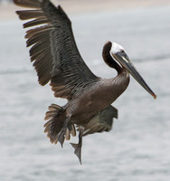 Brown Pelican - Pelecanus occidentalis