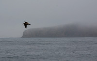 Dana Point
