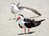 Black skimmer - Rynchops niger