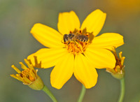 Sweat bee 2 -Halictus sp.