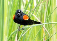 Red-winged Blackbird - Agelaius phoeniceus