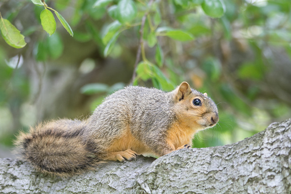 Eastern fox squirrel  - Sciurus niger