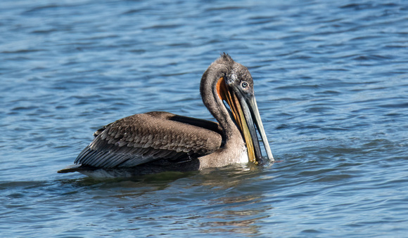 Brown Pelican - Pelecanus occidentalis