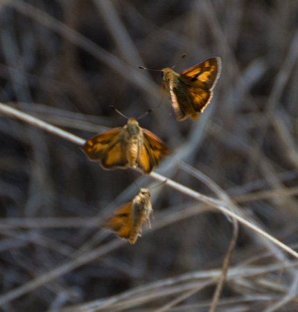 Woodland skipper - Ochlodes sylvanoides