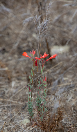 California Fuchsia - Epilobium canum