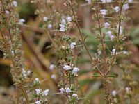 White sage