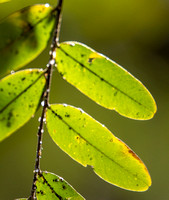 Tipu psyllid - Platycorypha nigrivirga, Tipu tree