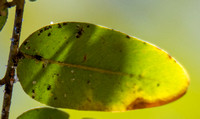 Tipu psyllid - Platycorypha nigrivirga, Tipu tree