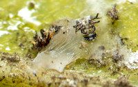 Tipu psyllid - Platycorypha nigrivirga