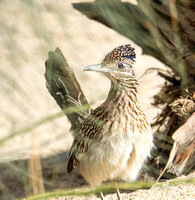 Greater Roadrunner - Geococcyx californianus