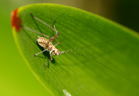 Mediterranean katydid - Phaneroptera nana