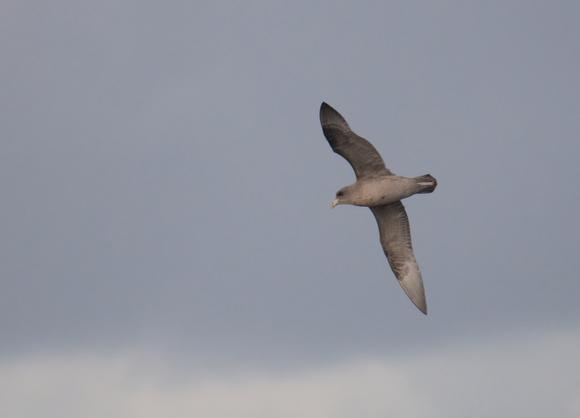 Northern Fulmar - Fulmarus glacialis