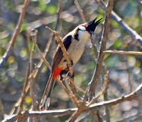 Red-whiskered Bulbul - Pycnonotus jocosus