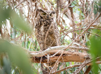 Great Horned Owl - Bubo virginianus