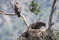 Bald Eagle - Haliaeetus leucocephalus