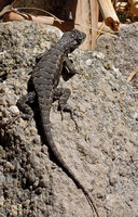 Great Basin Fence Lizard - Sceloporus occidentalis longipes