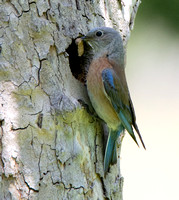 Western Bluebird - Sialia mexicana