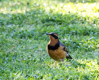 Varied Thrush - Ixoreus naevius