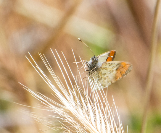 Sara orangetip - Antocharis sara