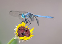 Blue dasher - Pachydiplax longipennis