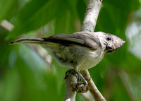 Oak Titmouse - Baeolophus inornatus