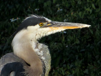 Great Blue Heron - Ardea herodias