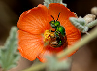 Striped Sweat Bee - Agapostemon subtilior