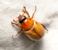 Masked Chafer - Cyclocephala sp. (Cyclocephala longula?)