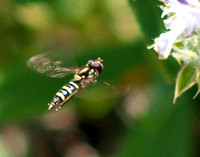 Flower  fly - Sphaerophoria sp.