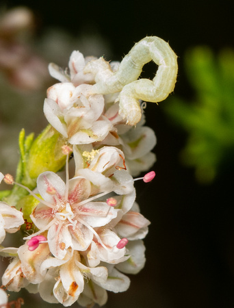 Geometrid looper - Unidentified sp.