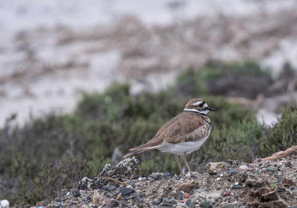 Killdeer - Catoptrophorus semipalmatus