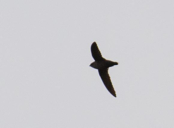 Vaux's Swift - Chaetura vauxi