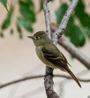 Western Flycatcher - Empidonax difficilis (formerly Pacific-slope)
