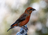 Red Crossbill - Loxia curvirostra