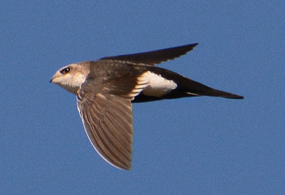 White-throated Swift - Aeronautes saxatalis