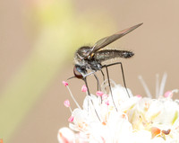 Bee fly - Geron sp