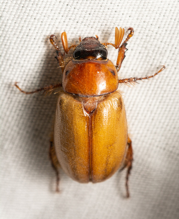 Masked Chafer - Cyclocephala sp. (Cyclocephala longula?)