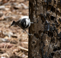 Mountain Chickadee - Poecile gambeli