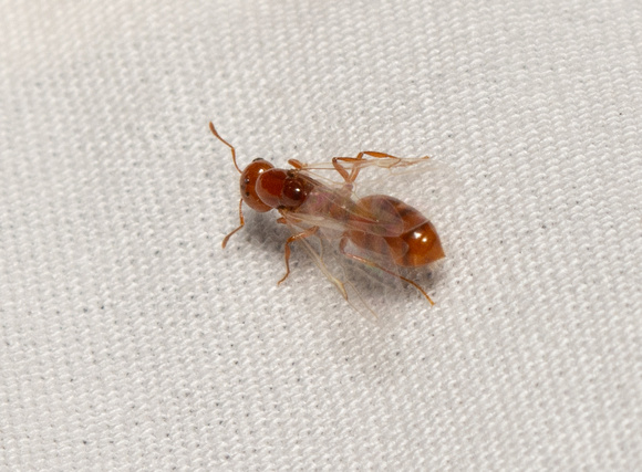 Ant - Solenopsis amblychila