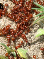 Ants - Hymenoptera