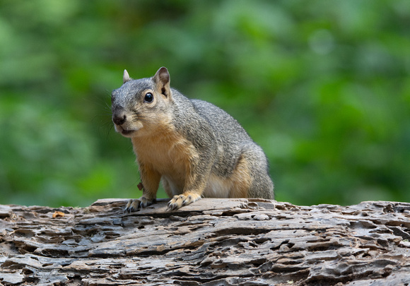 Eastern fox squirrel  - Sciurus niger