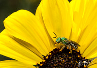 Honey-tailed Striped-Sweat Bee - Agapostemon melliventris