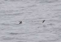 Red-necked Phalarope - Phalaropus lobatus
