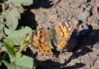 Painted lady - Vanessa cardui