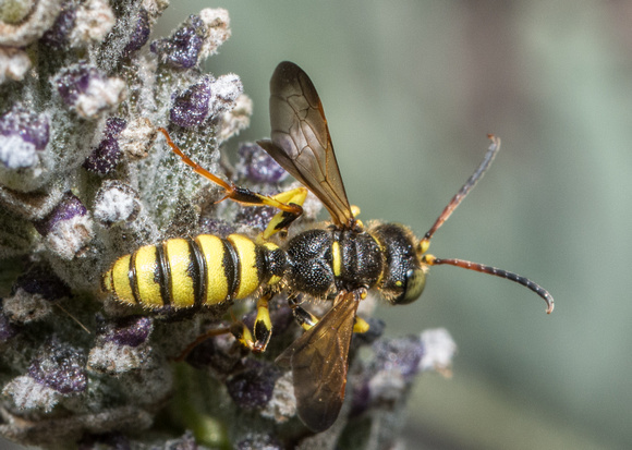 Weevil wasp - Cerceris sextoides