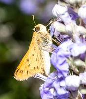 Fiery skipper - Hylefila phyleus