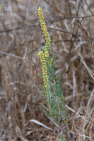 Western Ragweed - Ambrosia psilostachya